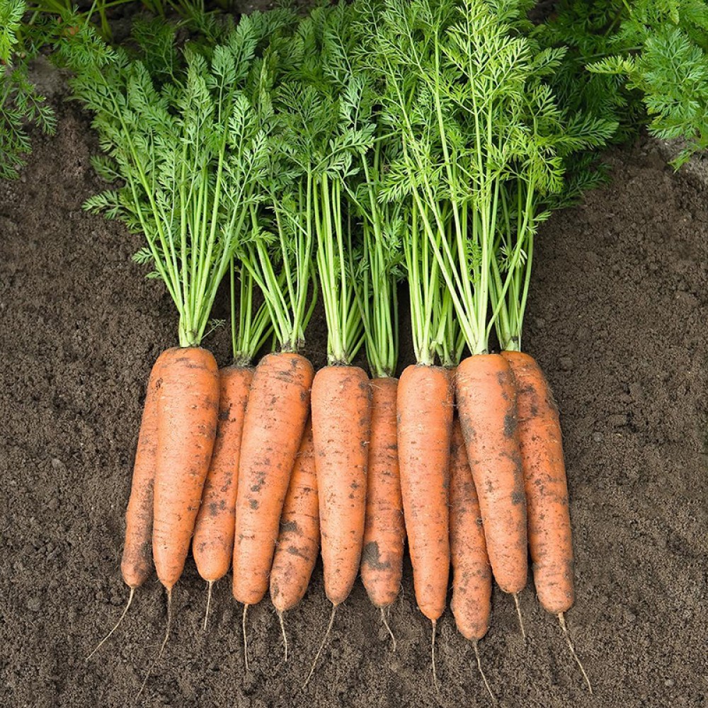 Zanahorias frescas recién cosechadas — verdura habitual en una dieta equilibrada